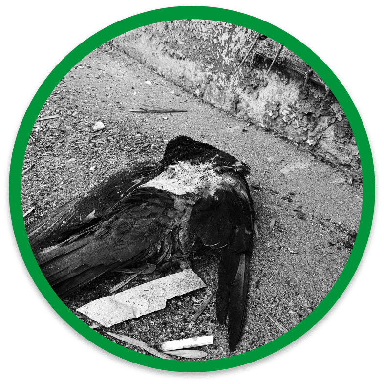 Large dead bird beside Burlington home