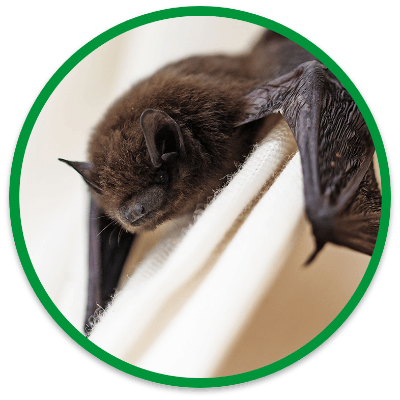Close-up of crawling bat in Burlington home