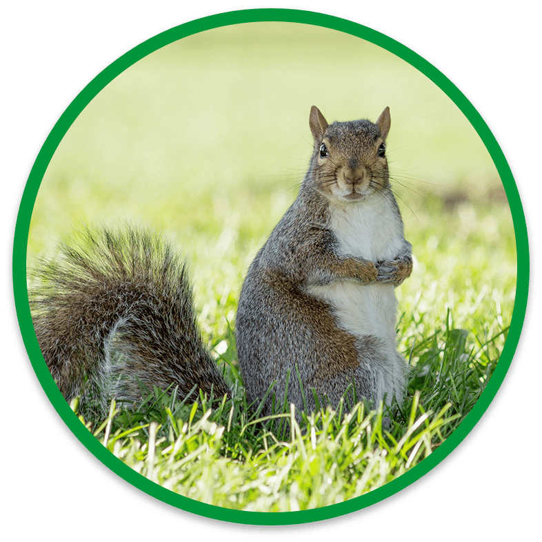 Rotund squirrel standing on hind legs in Burlington yard