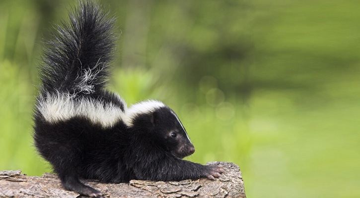 How Long Does Skunk Smell Last? | Wildside Wildlife Removal