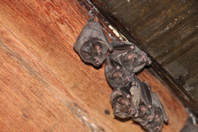 Family of baby bats hanging upside-down in corner of Burlington attic