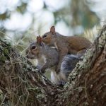 Two squirrels mating in a tree